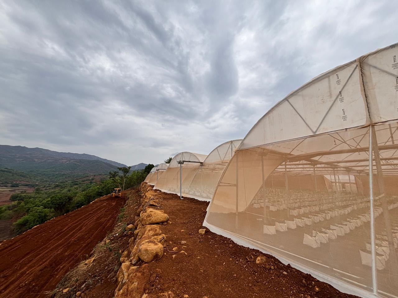 Polytunnels